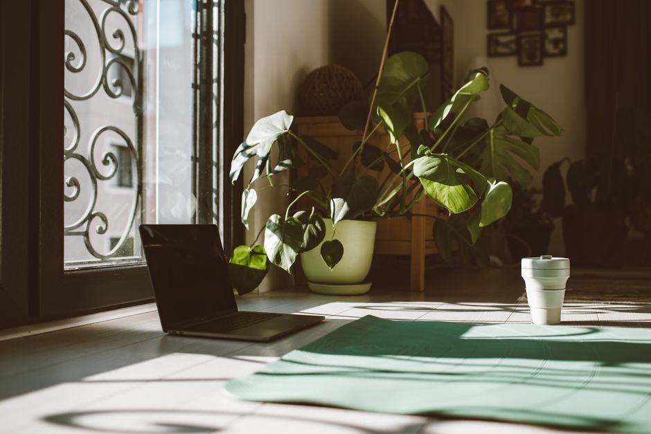 Plants lining the studio's windows.